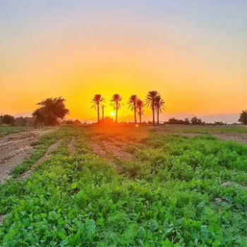 ابوذرفلاح